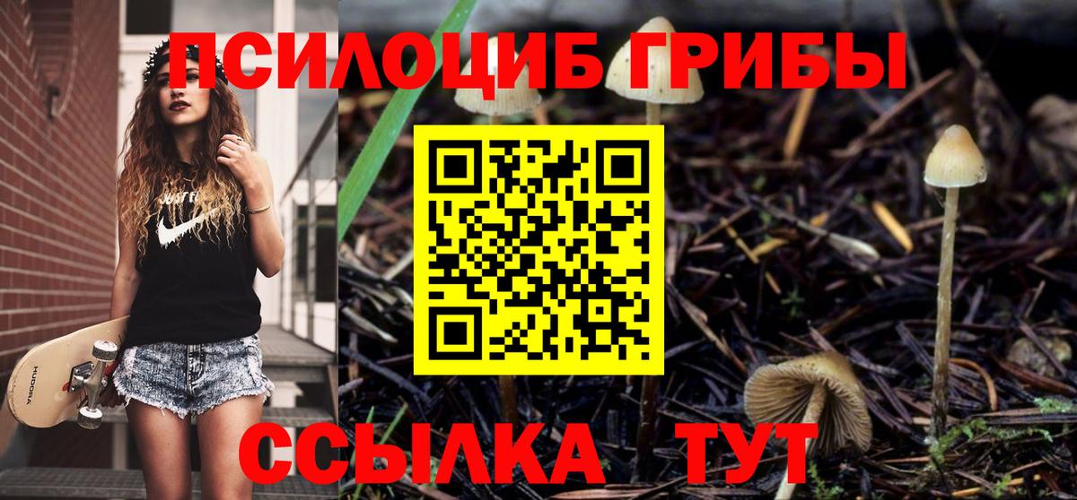 Галлюциногенные грибы Psilocybe  Вход с VPN  Камышин 